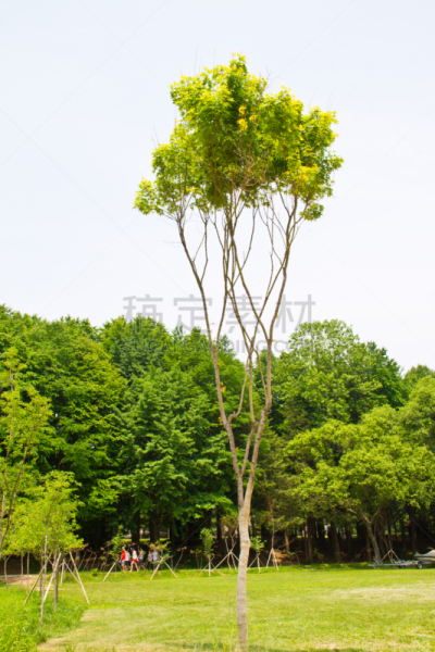 枫树,春川,首尔,垂直画幅,度假胜地,旅行者,户外,草,植物