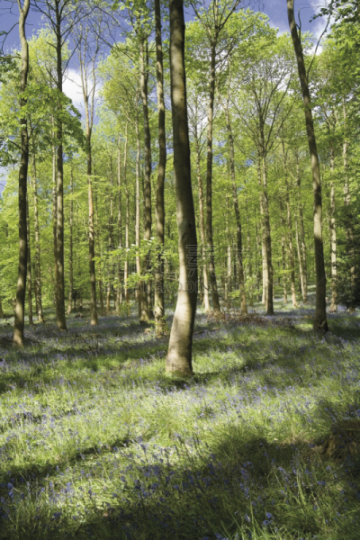 forest of dean,英国,格洛斯特郡,维伊山谷,垂直画幅,美,公园,枝繁叶茂,英格兰,人群