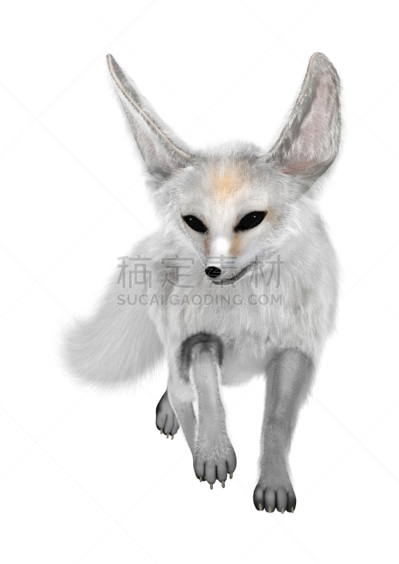 白色,非洲大耳小狐,三维图形,自然,垂直画幅,头发,猎人,野生动物,毛皮,食肉目