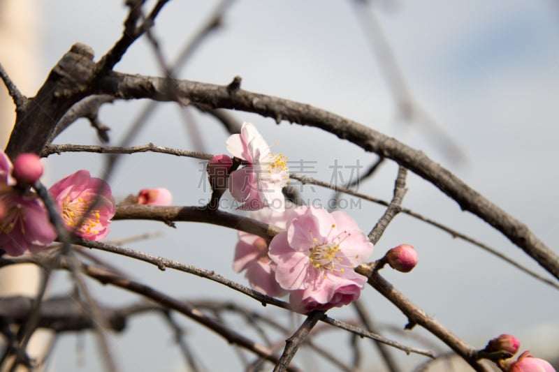 李子,梅子,李树,梅花,选择对焦,水,水平画幅,无人,早晨,户外