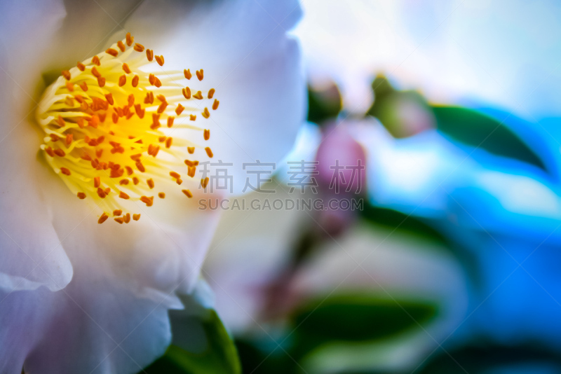 特写,卡蜜拉,花蕾,水平画幅,无人,粉色,摄影