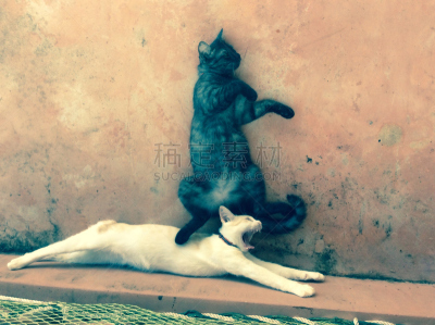 两只动物,乐趣,小猫,可爱的,移动式,在上面,被欺负,无鞍骑,动物杂技,负冲效果