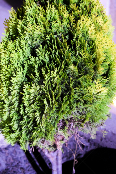 port orford cedar,扁柏属,美国崖柏属树,柏树,雪松,伊朗,垂直画幅,枝繁叶茂,四季