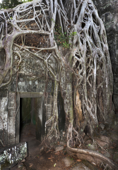 大特写,吴哥窟,簇叶从生的,高棉文明,垂直画幅,留白,建筑,柬埔寨,古代,无人
