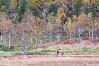 湿地,秋天,苏格兰高地,滋贺县,长野县,日本落叶松,水面,白桦树,池塘,著名景点