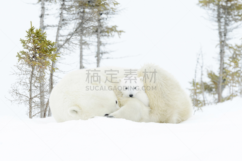 北极熊,选择对焦,天空,水平画幅,注视镜头,马尼托巴湖,雪,无人,两只动物,野外动物