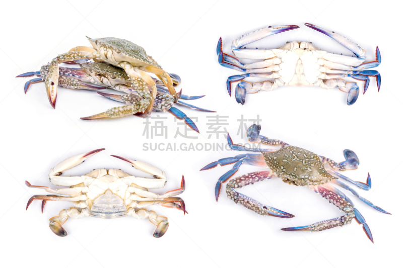 蓝蟹,自然,野生动物,水平画幅,印度洋,蓝色,巨大的,海产,海洋生命,户外