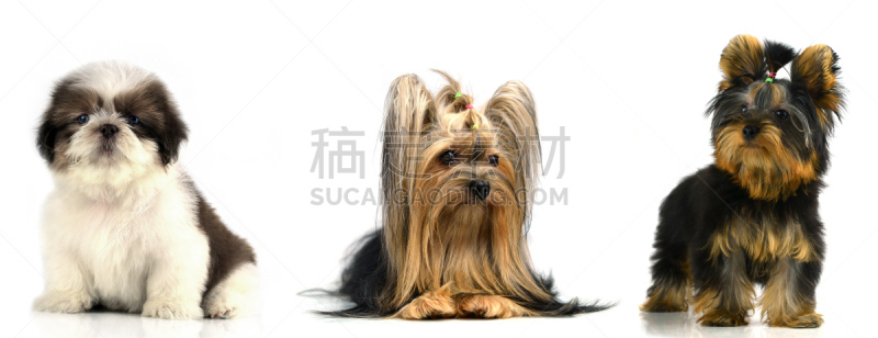 小狗,狗,褐色,纯种犬,水平画幅,小的,可爱的,全景,爪子,动物身体部位