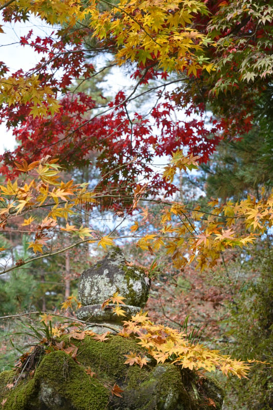 宫屿,垂直画幅,灯笼,枫叶,秋天,鸡爪枫,无人,日本,枫树,旅途