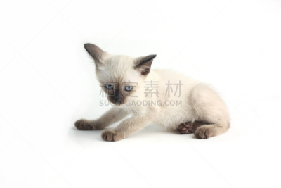 暹罗猫,白色背景,小猫,格鲁曼f-14,海豹猫,短毛猫,留白,褐色,水平画幅,可爱的