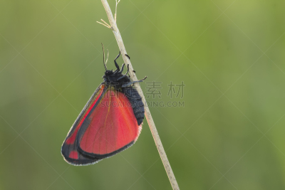 朱砂蛾,arctiid蛾,warning coloration,蛾,水平画幅,无人,动物斑纹,草,特写,昆虫