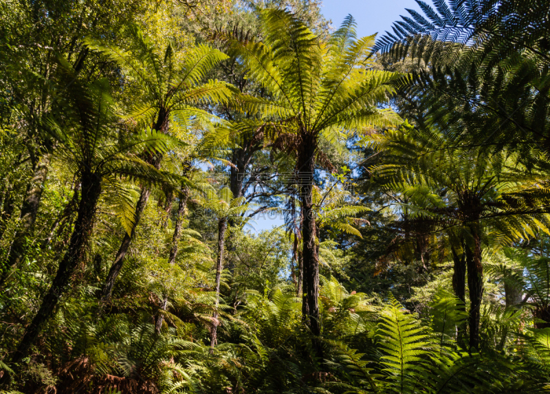 giant ferns growing in rainforest