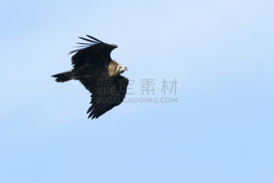 秃鹰,欧亚秃鹫,白昼,蓝色,自然界的状态,自然,野生动物,野外动物,图像,彩色图片