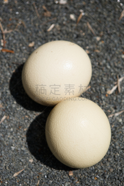 特写,卵,鸵鸟,垂直画幅,鸟类,巨大的,生食,户外,鸟巢,鸵鸟蛋
