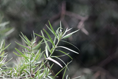 罗汉松,叶子,鹭管鱼,水平画幅,枝繁叶茂,无人,户外,针叶树,特写,树林