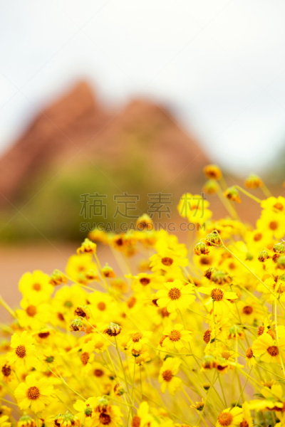 brittlebush,亚利桑那,沙漠,选择对焦,帕帕格公园,菲尼克斯市,凤凰,索诺兰沙漠,美国南部,仙人掌