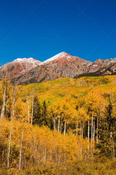 克莱斯巴山,秋天,科罗拉多州,彩色图片,红宝石山脉,开普勒传球,白杨叶,白杨类,自然,垂直画幅