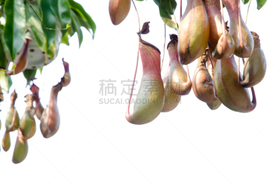 猪笼草,动物,自然,水平画幅,生物,婆罗洲岛,热带雨林,花,生长,接