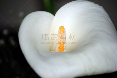 格拉西亚鲍尔,马蹄莲,自然,美,水平画幅,无人,美人,顶部,百合花,黑色背景