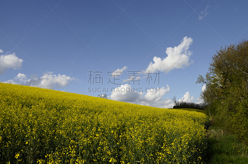 黄色,田地,菜籽,自然,天空,草地,水平画幅,无人,蓝色,夏天