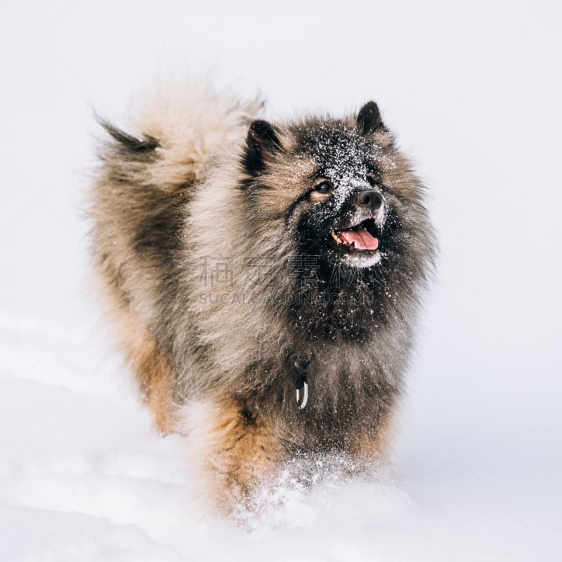 凯斯犬,雪,幼小动物,冬天,狗,进行中,自然,寒冷,幸福,灰色