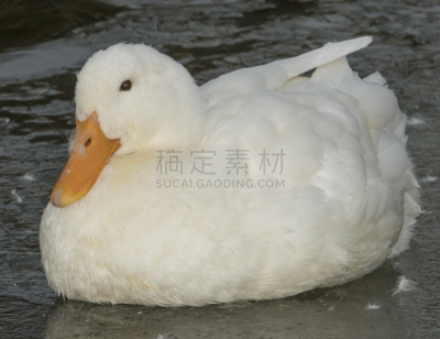 白色,冬天,鸭子,滑的,水,水平画幅,无人,鸟类,动物身体部位,户外