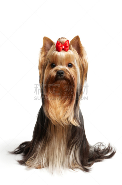 约克郡犬,蝴蝶结,白色背景,红色,垂直画幅,褐色,银色,无人,优美,梗犬