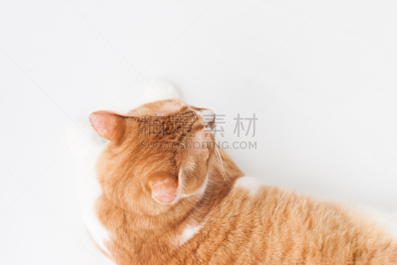 猫,眼睛颜色,褐色,水平画幅,动物身体部位,小胡子,猫眼星云,白领,人的眼睛,哺乳纲