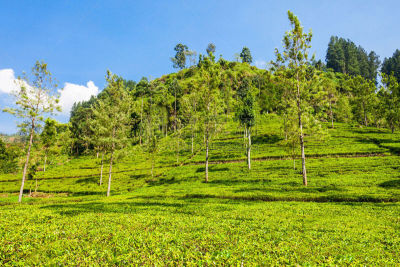 努沃勒埃利耶,茶树,康提区,康提,慕那尔,大吉岭,斯里兰卡,水平画幅,山,无人
