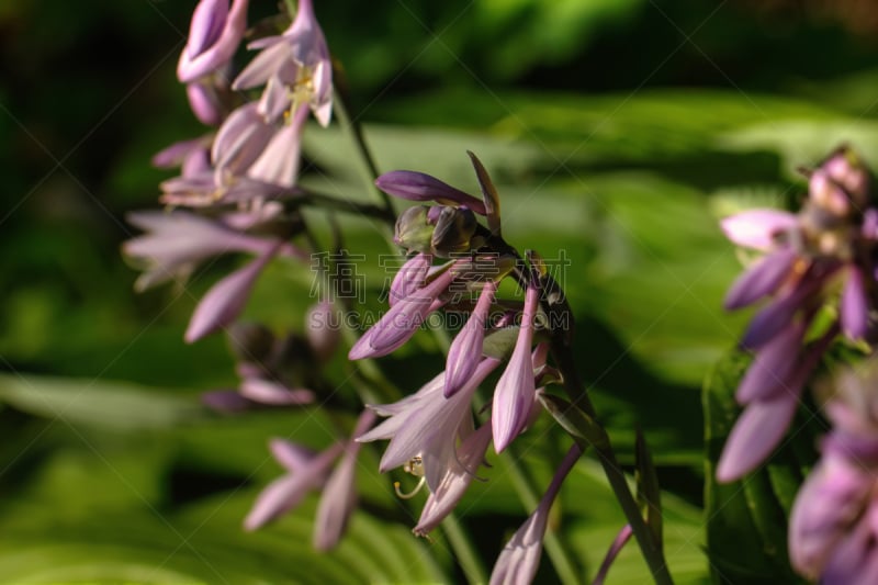 玉簪属植物,栽培植物,美,水平画幅,无人,园艺,夏天,户外,百合花,俄罗斯