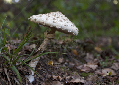 蘑菇,草,植物菌根,雨伞菇,白蘑菇,牛肝菌,自然,饮食,水平画幅,秋天