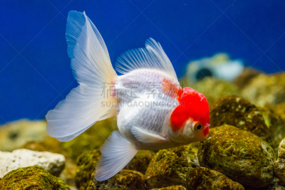 鱼缸,金鱼,水平画幅,无人,水下,家庭生活,动物身体部位,特写,前景聚焦,动物主题