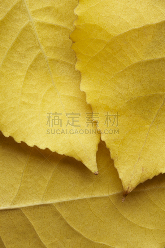 叶子,秋天,黄色,白桦,三个物体,垂直画幅,褐色,无人,古老的,干的