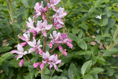 菜园,粉色,白藓皮,白藓属,芸香科,美,水平画幅,夏天,户外,特写