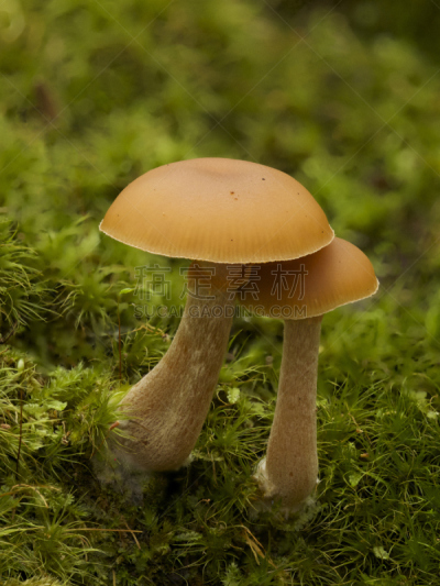 玛格丽特河,苔藓,蘑菇,真菌,拖车场,澳大利亚,西澳大利亚,可爱的,垂直画幅,图像