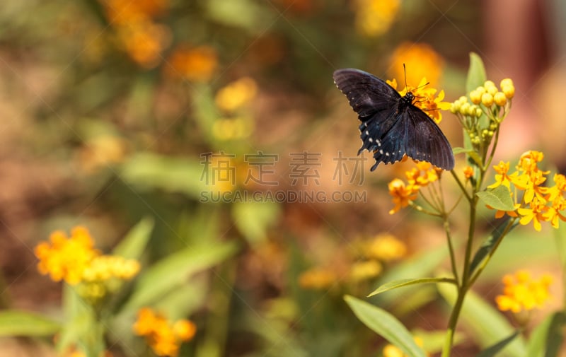 pipevine swallowtail butterfly,凤尾蝶,自然,野生动物,美国,水平画幅,蝴蝶,无人,野生植物,春天