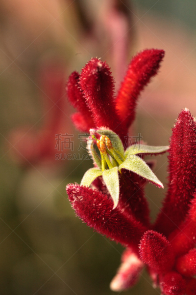 仅一朵花,红色,袋鼠爪花,高大的,黑色,垂直画幅,无人,植物学,园艺,生活方式
