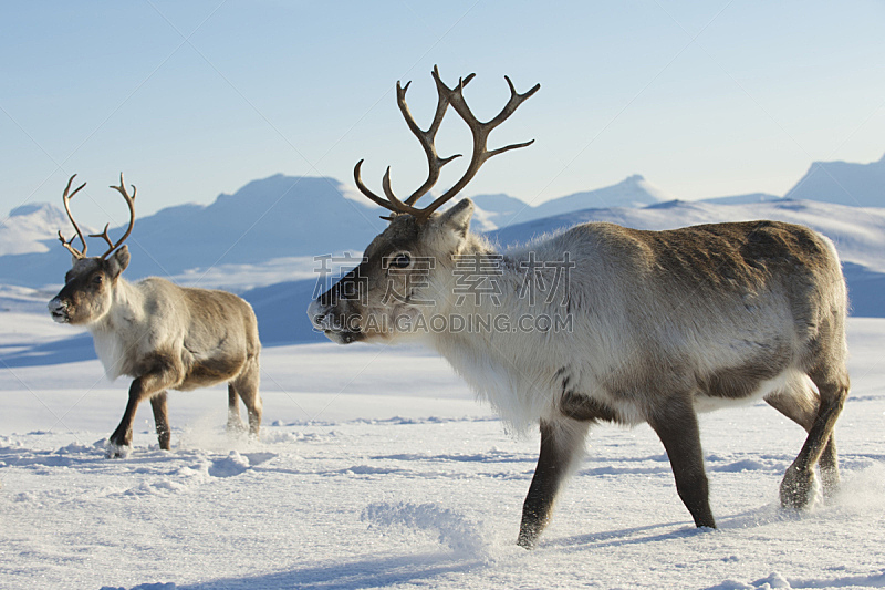 野外动物,北挪威,特隆姆瑟,雄鹿,褐色,水平画幅,雪,驼鹿,两只动物