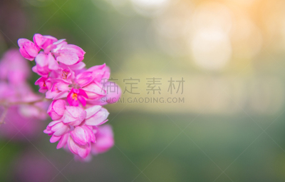 有蔓植物,粉色,运动模糊,自然美,风景,背景虚化,布希曼族,光,美,蓝花藤