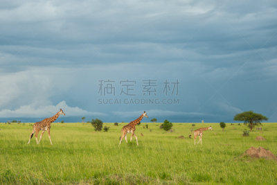长颈鹿,塔,罗思希尔德长颈鹿,乌干达,水平画幅,无人,食草动物,动物身体部位,户外,哺乳纲