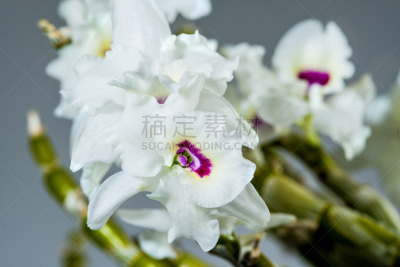 石斛,美,兰花,水平画幅,健康保健工作人员,暴力,健康保健,特写,药,丁香花