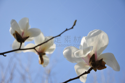 玉兰类,仅一朵花,合肥,春天,植物,水平画幅,无人,中国,摄影