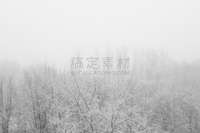 冬天,地形,霜,美,贺卡,风,暴风雨,食肉鸟,圣诞卡,水平画幅