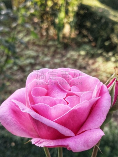 玫瑰,园林,土耳其,云,土耳其黑海沿岸,自然美,蜂蜜,窗户,湖,夏天