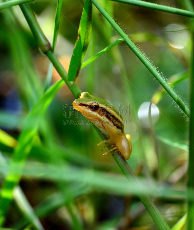 树蛙,蛙科,蟾蜍,自然,垂直画幅,野生动物,蓝色,青蛙,抽象,巨大的