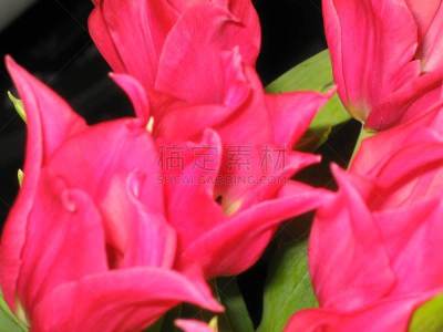 郁金香,粉色,视角,清新,浪漫,情人节卡,女人,春天,植物,背景