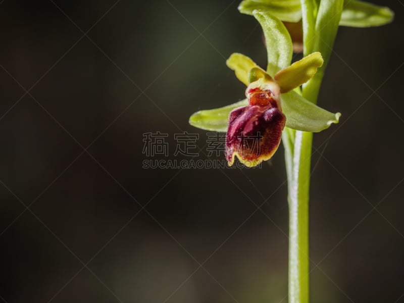 野生植物,蜘蛛兰,选择对焦,美,兰花,水平画幅,无人,户外,大特写,季节