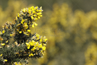 金雀花,留白,特写,默顿地区,萨里市,自然,水平画幅,绿色,无人,散焦