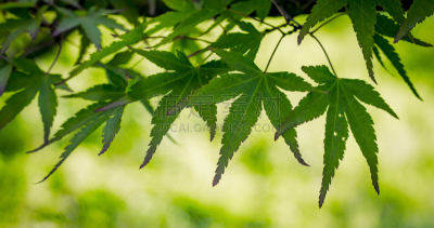 白色,深情的,背景聚焦,浪漫,八仙花属,美,留白,嫩里脊排,六月,芳香的