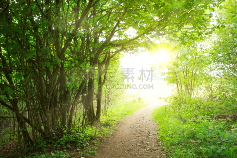 夏天,路,森林,伍德斯托克,公园,水平画幅,户外,阳光光束,枝,光